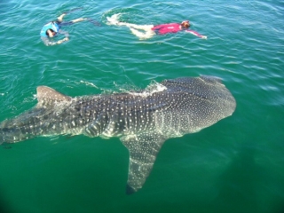 Snorkel con tiburon ballena